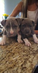 ABKC Registered Bully Puppies