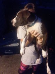 5 month old male pit puppy