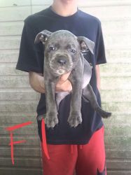 Blue bully pups ready to go