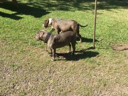Blue bully pit bull puppies