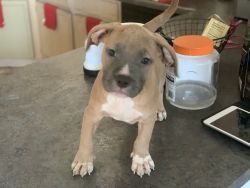Pit bull (bully) puppies