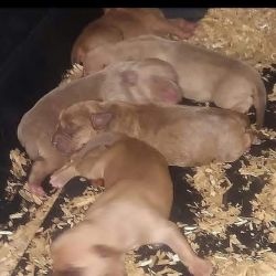 UKC REGISTERED RED RED NOSED BULLIES