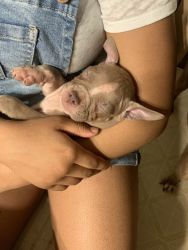 Champagne Bully puppies