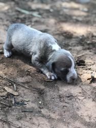 I have 3 male American bully’s puppies for sale.