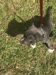 Selling pit bull puppy