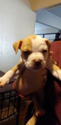 American Bully female puppies