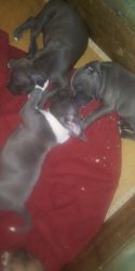 Pittbull Puppies for Sale