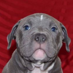 UKC AMERICAN BULLY'S FOR SALE