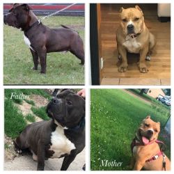Pure Breed American Bully Puppies.
