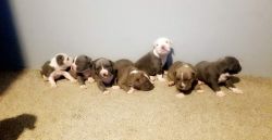 ABKC Registered American Bully Puppies