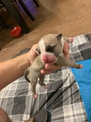 Tri colored Bully puppies