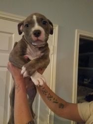 American Bully puppies for sale!!!!!