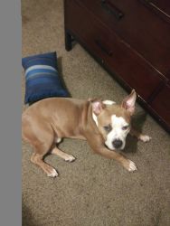 Pitbull needs a home today!!