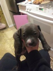 X-Large Blue nose brindle puppies