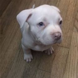 Rehoming American bully puppies.