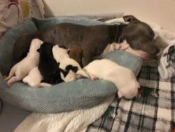 Beautiful American Bully Puppies For Sale