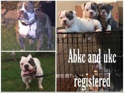 American bully female puppies for sale