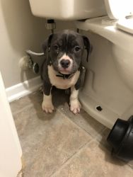 2 month bully with papers