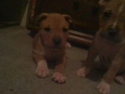 American Bully Puppies READY NOW