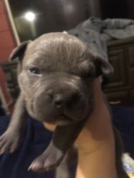 Bully Pups Available