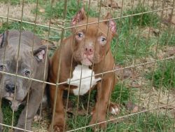 American bully pocket for sale
