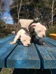 Puppies for sell pitbull