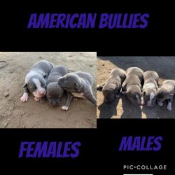 Saleing Baby pitbulls & bullies