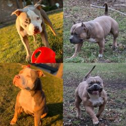 American Bully puppies for sale!