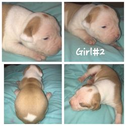 Puppies for sell