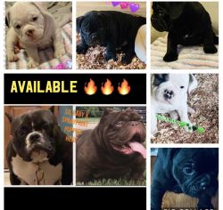 Exotic Bullies for Sale
