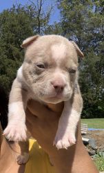 3 Beautiful UKC Lilac and Blue American Bully Pups