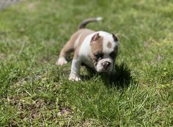 Micro Exotic American Bully Puppies. UKC.