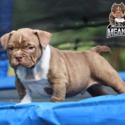 Exotic bully pup for sale