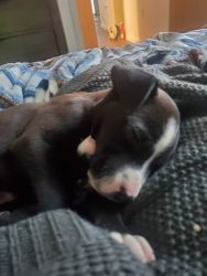 7 week old Pitbull Terrier Puppy