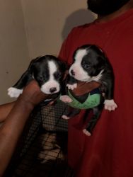 Puppies 1500