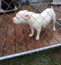 All white All pocket Bully for sale