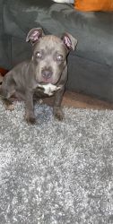 5 Month old American Bully