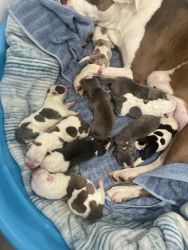 Looking for cute pit bull puppies