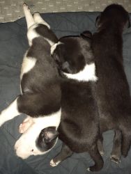Puppies for sale American pit mix with husky