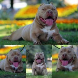 Healthy American Bully Puppies for sale