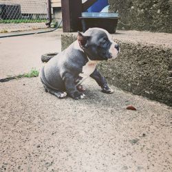 Blue and white American bully