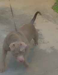 Pit and American Bully mix