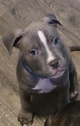 BullyPit puppies