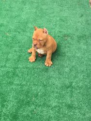 12 week old exotic male bully