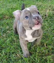 Pure Breed Blue Eyed Mico Exotic American Bullies for sale!!!