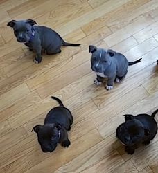 7 weeks ABs puppies (1 female and 3 males) available