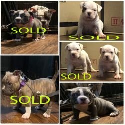 2 girls American bully for sale