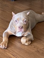 Beautiful 3 month old female tri American Bully