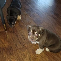 American pocket tri-color bully puppies available