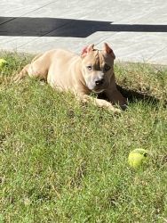 Handsome Classic American Bully pup for sale